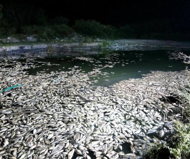 Amanecen toneladas de peces muertos en Playa Tesoro