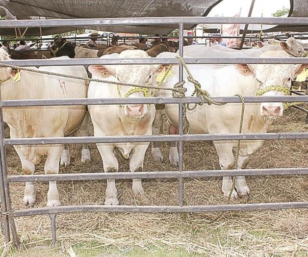 Intercambiarán ganado pararepoblar hatos en la región
