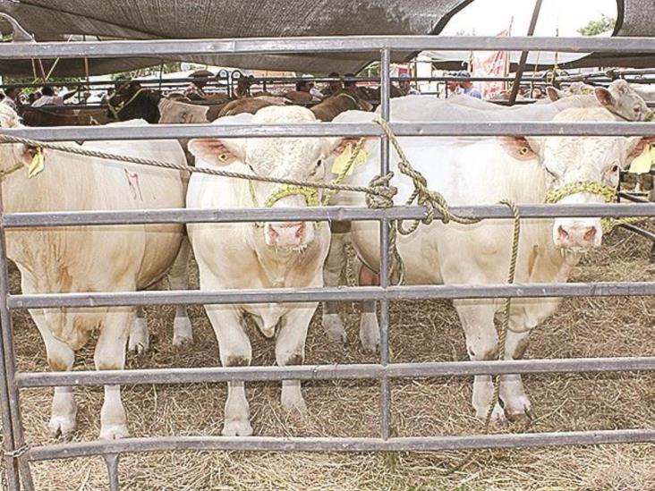 Intercambiarán ganado pararepoblar hatos en la región Intercambiarán ganado pararepoblar hatos en la región