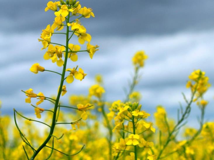 Tamaulipas impulsa siembra de canola por su adaptación a clima Tamaulipas impulsa siembra de canola por su adaptación a clima