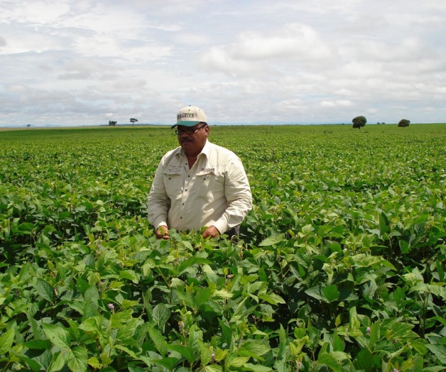 Revisan prediosde soya y canola