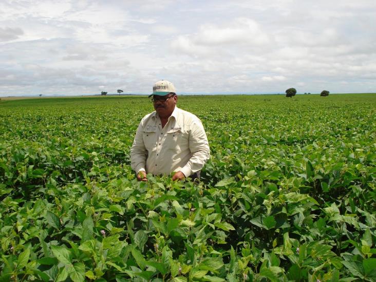 Revisan prediosde soya y canola Revisan prediosde soya y canola
