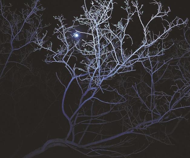 ‘La sombra que bajaba del árbol de lila’...