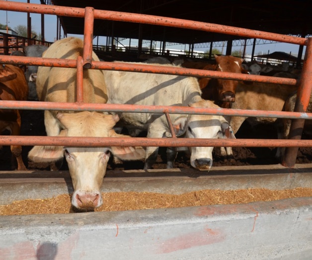 Asegura regidor que deben seguir aquí