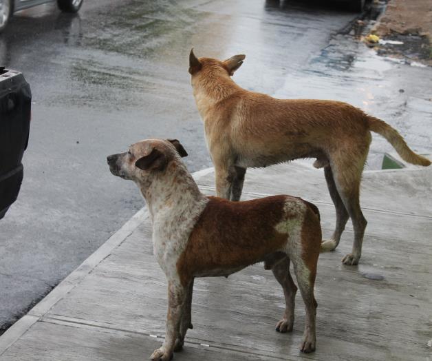 Analizan ya tipificarmaltrato de animales