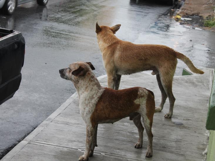 Analizan ya tipificarmaltrato de animales Analizan ya tipificarmaltrato de animales
