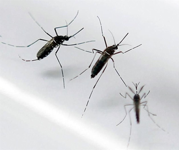 Preocupa coexistencia de tres virus