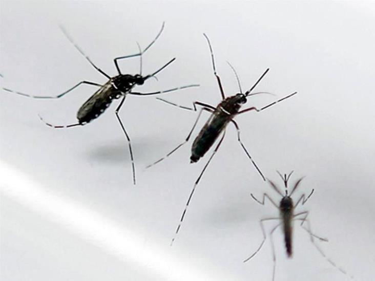 Preocupa coexistencia de tres virus Preocupa coexistencia de tres virus