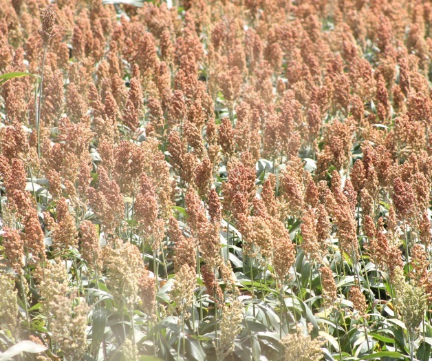 Insisten en el subsidiopara comprar semillas