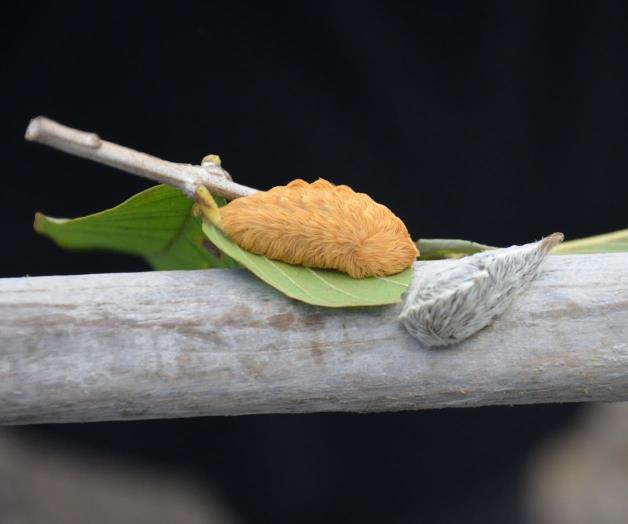 En Ampliación Pedro J. Méndez. Alarma presencia ‘oruga peluche’