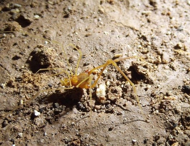 Descubren nueva especie de araña en Brasil
