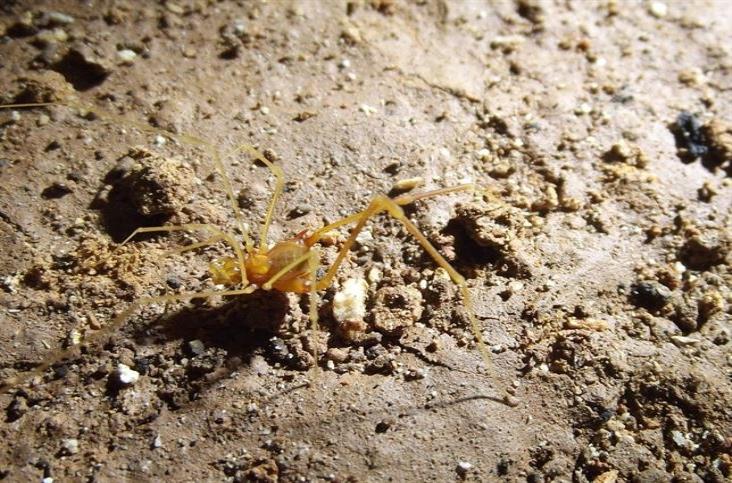 Descubren nueva especie de araña en Brasil Descubren nueva especie de araña en Brasil