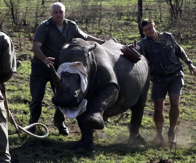 Autorizan vender cuernos de rinoceronte