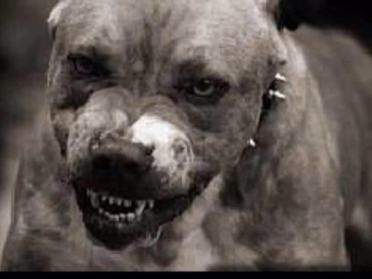 Perro pitbull mata a presunto ladrón en Sonora Perro pitbull mata a presunto ladrón en Sonora