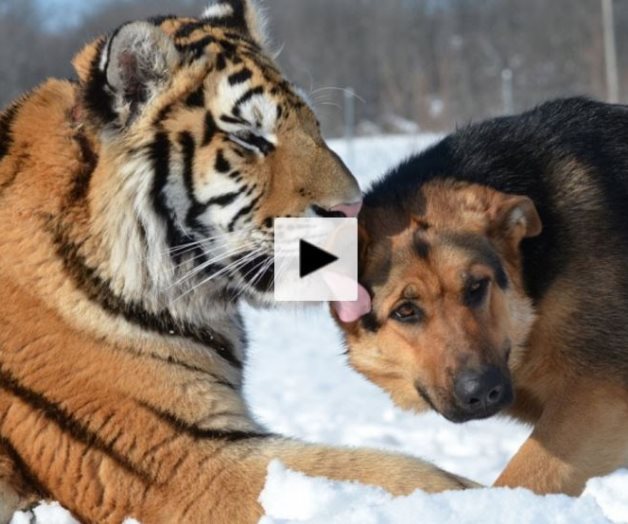 Un tigre y un perro protagonizan una preciosa historia de amistad (VÍDEO)