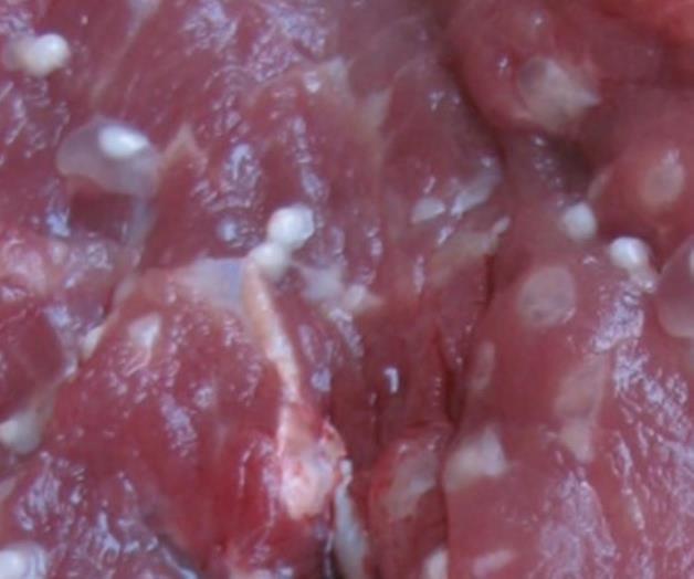 IMSS advierte que cisticercosis genera ceguera y parálisis