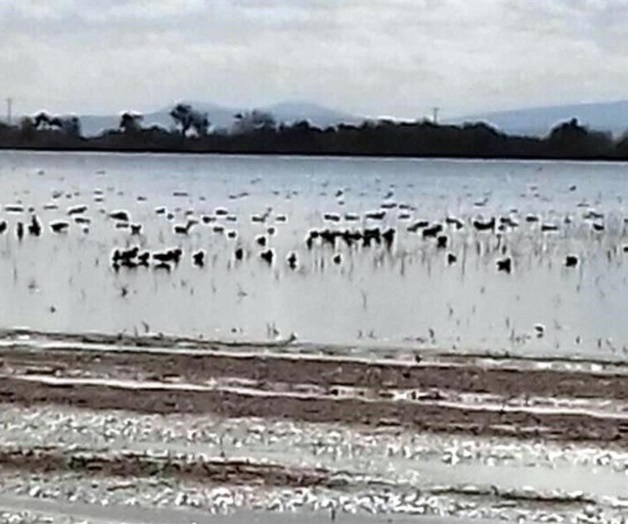 Mueren patos en presa tóxica Mueren patos en presa tóxica