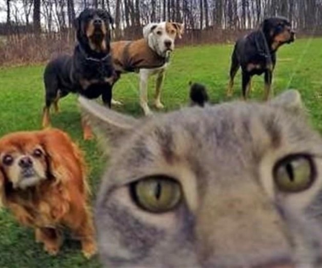 Se vuelve viral gato que toma selfies