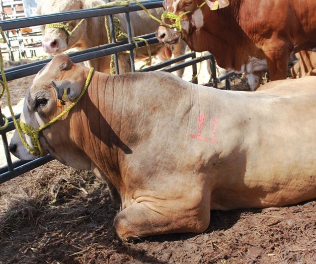 Pagan ‘en abonos’apoyos del Progan
