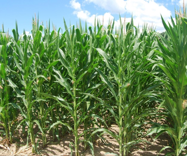 FAO plantea un nuevo modelo de producción