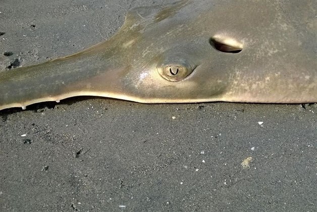Hallan tiburón sierra en Veracruz, especie que investigadores creían extinta