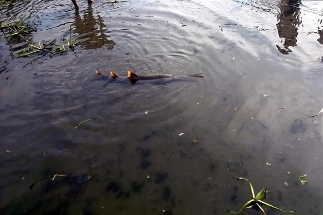 Hallan tiburón sierra en Veracruz, especie que investigadores creían extinta