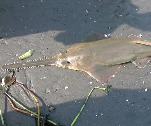 Hallan tiburón sierra en Veracruz, especie que investigadores creían extinta