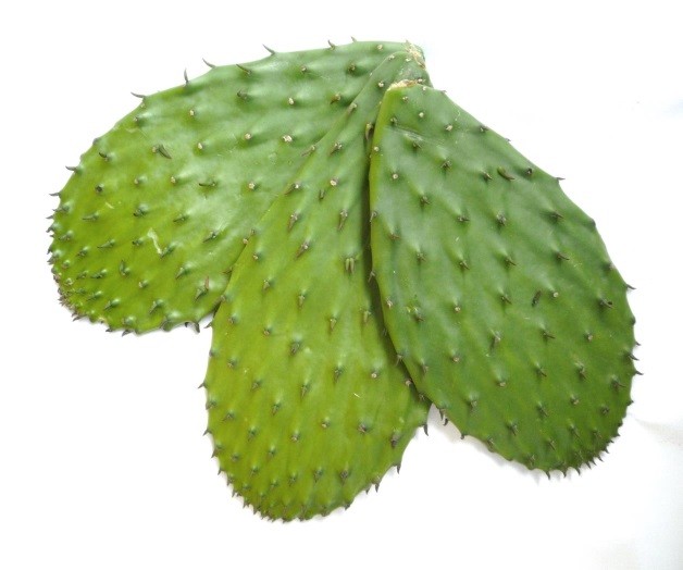 Abren primera planta de biogás de nopal