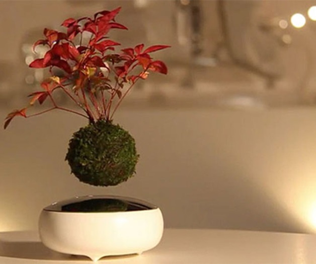 Air Bonsai: los curiosos bonsáis que flotan