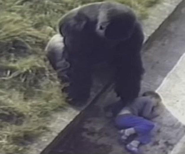 Él es Jambo, el gorila que salvó a un niño inconsciente (VIDEO)