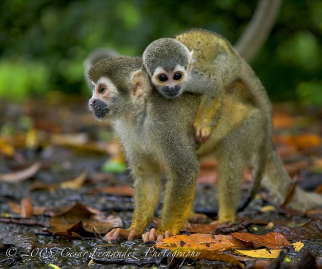 Monos ardilla, nuevos inquilinos del zoo de Reynosa Monos ardilla, nuevos inquilinos del zoo de Reynosa
