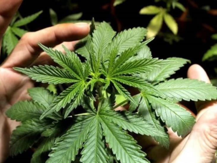 Debaten en Juárez uso de mariguana Debaten en Juárez uso de mariguana