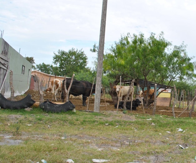 Esperan ganaderosque lleguen las lluvias