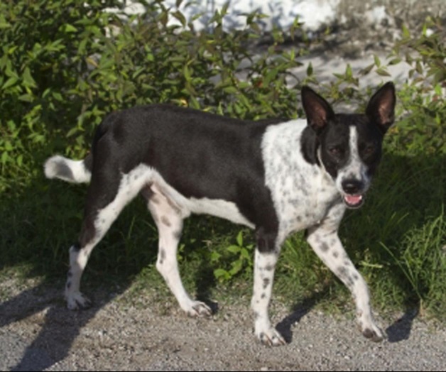 Tejón, transmisor de rabia a perros y gatos en Yucatán Tejón, transmisor de rabia a perros y gatos en Yucatán