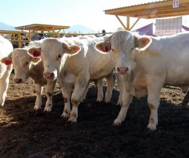 Salda Sagarpa deuda con ganaderos