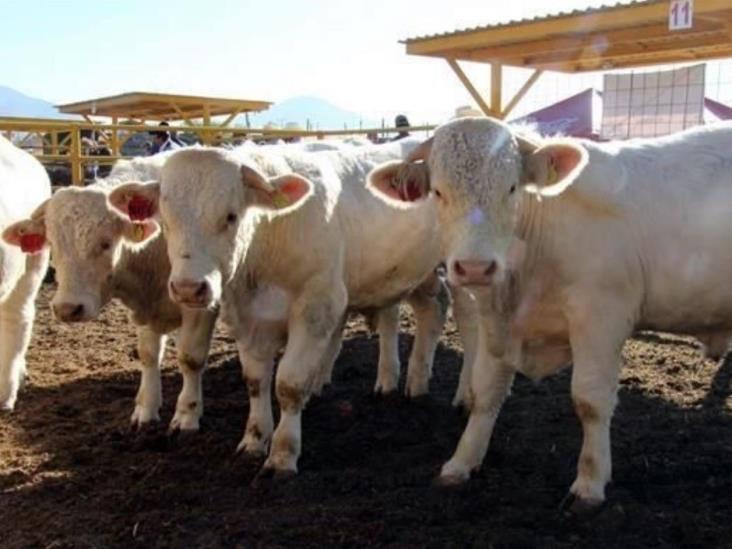 Salda Sagarpa deuda con ganaderos Salda Sagarpa deuda con ganaderos