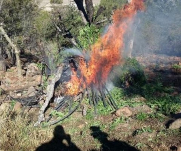 Cerca de 90 mil plantas de marihuana incinera en Jalisco