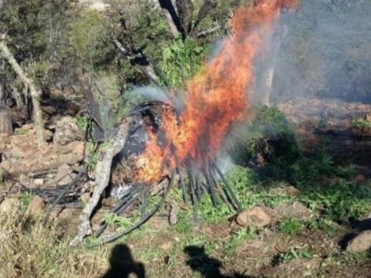 Cerca de 90 mil plantas de marihuana incinera en Jalisco Cerca de 90 mil plantas de marihuana incinera en Jalisco