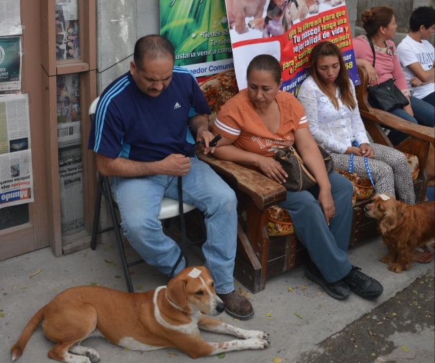 Esterilizan a 80 mascotas