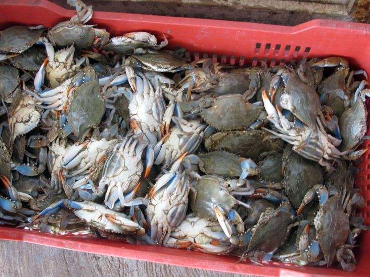 Bonanza en la pesca Bonanza en la pesca