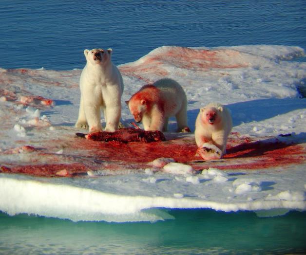 Alerta por canibalismo en el Ártico: oso polar se come a una cría de su especie (VIDEO) Alerta por canibalismo en el Ártico: oso polar se come a una cría de su especie (VIDEO)