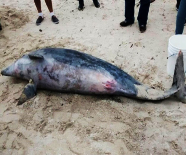 Aparecen 23 delfines muertos en costa argentina Aparecen 23 delfines muertos en costa argentina