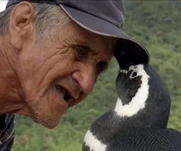 Encuentra pingüino a hombre que lo salvó