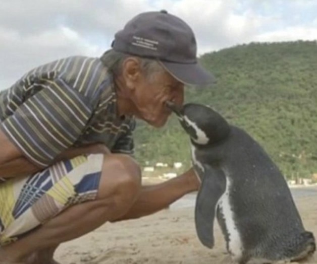 “Dimdin”, el pingüino que cada año visita al hombre que le salvó la vida