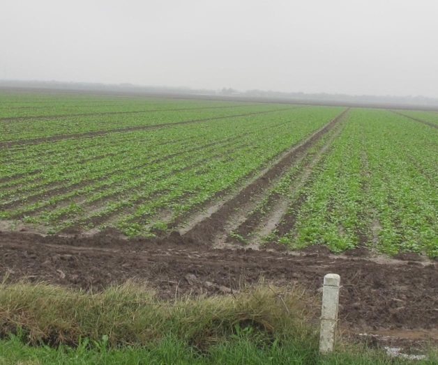 Benefician lluvias... temen a plagas Benefician lluvias... temen a plagas