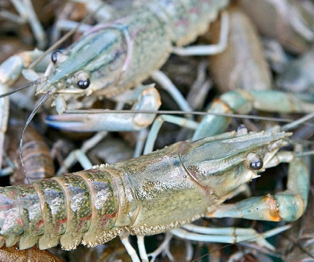 Degustan los asiáticos la langosta mexicana  