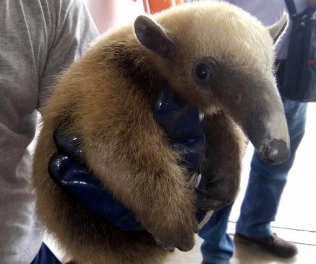 Oso hormiguero fue hallado en la playa de Altamira