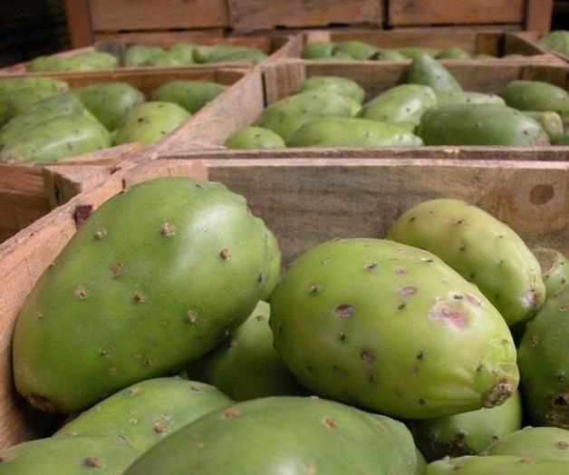 Logran sustituto de azúcar de una tuna Logran sustituto de azúcar de una tuna