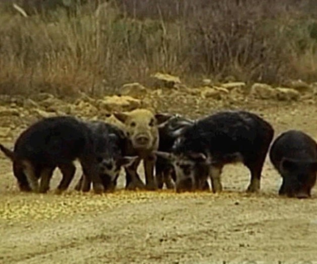 Anuncian programa contra cerdo salvaje Anuncian programa contra cerdo salvaje