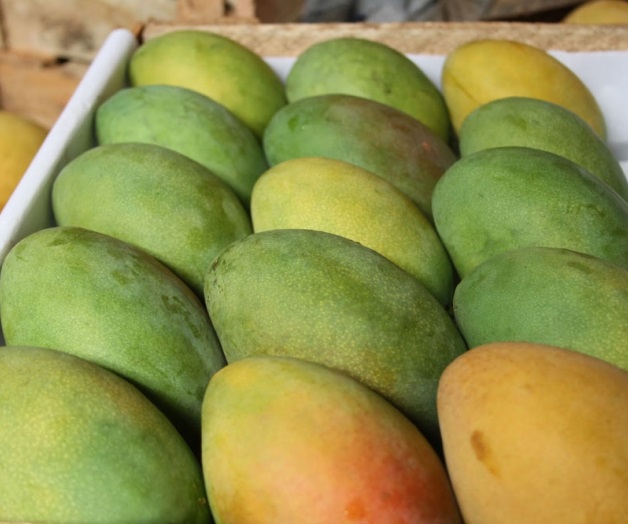 Desaprovecha Guerrero mango fresco Desaprovecha Guerrero mango fresco